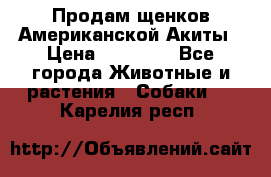 Продам щенков Американской Акиты › Цена ­ 25 000 - Все города Животные и растения » Собаки   . Карелия респ.